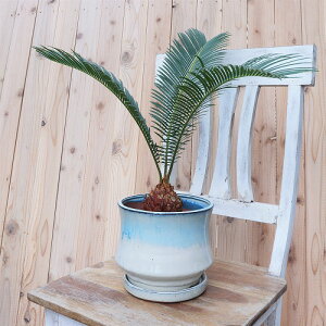 Linfeng a LTCY yz 19cm ꌊ Mt aȃfUC{̂ɉf ʐ^̐A͕ʔł