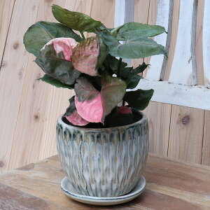 Linfeng a TCY y͗ltz 14cm ꌊ Mt ʂANZg ʐ^̐A͕ʔł