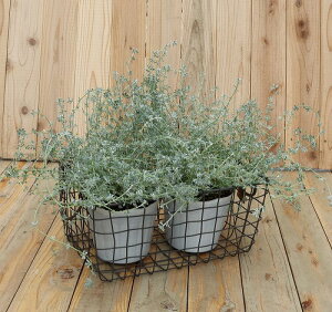 C[oXPbg XNGA LTCY H16cm lXȎgłoXPbg ʐ^̐A͕ʔł