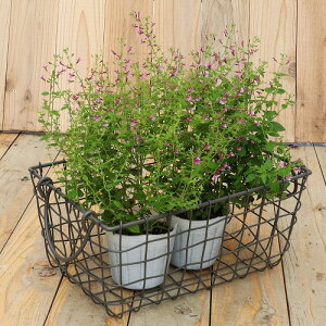 C[oXPbg XNGA MTCY H14cm lXȎgłoXPbg ʐ^̐A͕ʔł