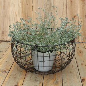 C[oXPbg T[N LTCY H18cm lXȎgłoXPbg ʐ^̐A͕ʔł