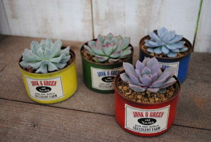 A񂹐AyCg(MS)yLJ-PizXIWi