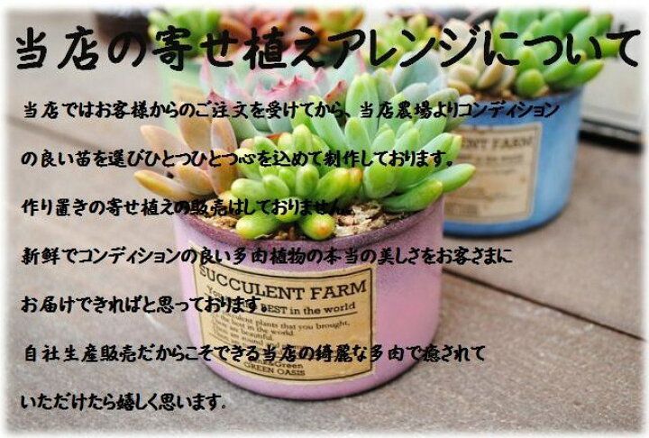 楽天市場 多肉植物寄せ植えペイント缶 S Lf Pac 当店オリジナル Green Oasis 楽天市場店 楽天市場 多肉植物寄せ植えペイント缶 S Lf Pac 当店オリジナル Green Oasis 楽天市場店
