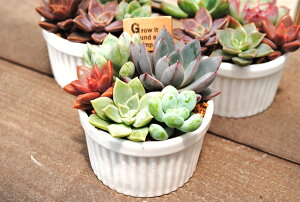 A񂹐A RRbg̑񂹐A(S)