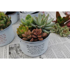 A񂹐AyCg(MS)ySC-WHCzXIWi