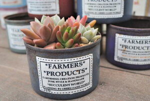 A񂹐AyCg(MS)yLM-CCzXIWi