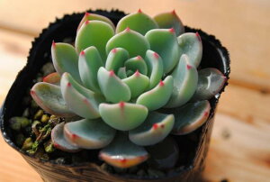 多肉植物 ポット苗 多肉 エケベリア 七福美尼