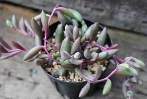 苗 多肉植物 ネックレス Diy 工具の人気商品 通販 価格比較 価格 Com