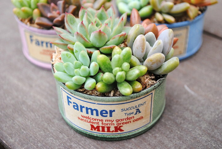 楽天市場 多肉植物寄せ植えペイント缶 S Lf Pac 当店オリジナル Green Oasis 楽天市場店