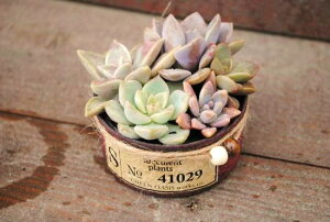 A񂹐AHQS(S)yLC-WBzXIWi