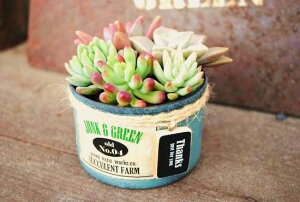 A񂹐AHQS(MS)yLJ-WCzXIWi