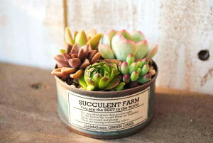 A񂹐AyCg(S)yLA-CCzXIWi