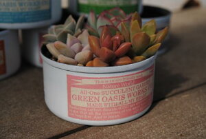 A񂹐AyCg(S)yLMG-WHCzXIWi