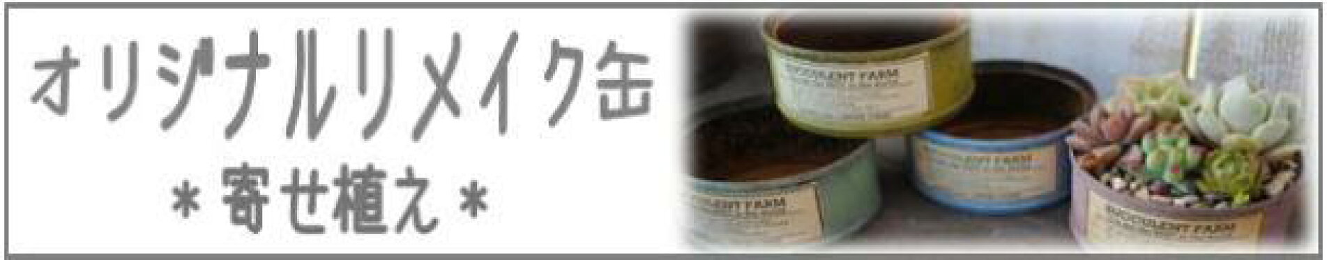 売れ筋の寄せ植え！