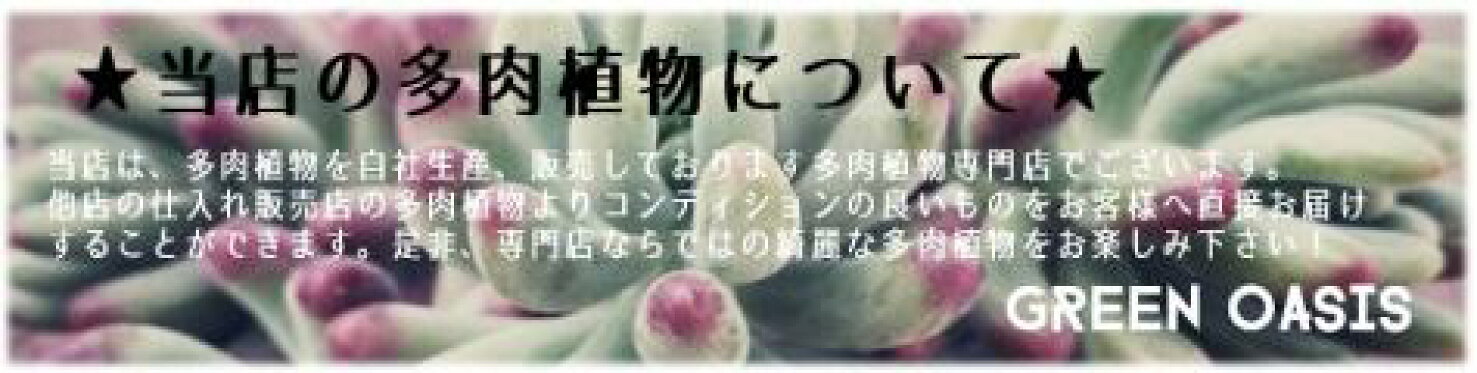 当店の多肉