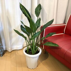 ストレリチア（3株植え）　A5　送料無料　観葉植物　南国風　インテリア