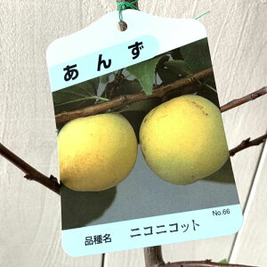 AY c jRjRbg (PVP) 13.5cm|bgc  c  o^i