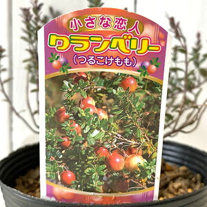 x[ c Nx[ 12cm|bgc cRP x[ c