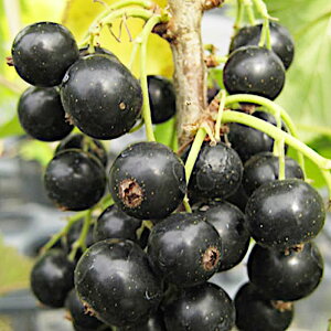 ubNJ[g c 12cm|bgc NtTXO c JVX ubNJg gv