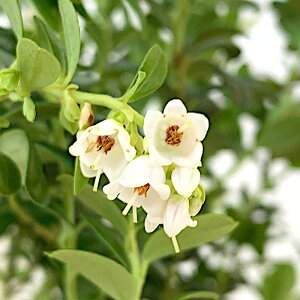 x[ c Sx[ 12cm|bgc RP x[ c gv