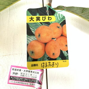 �r�� �c�� �͂邽��� (PVP) 12cm�|�b�g�c �т� �c ���f �o�^�i�� gv