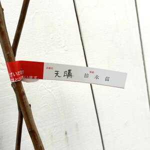 Ԃǂ c V ږؕc 12cmO|bgc uhE c 