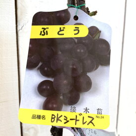 ぶどう 苗木 BKシードレス (PVP) 接木苗 12cmロングポット苗 ブドウ 苗 葡萄 登録品種