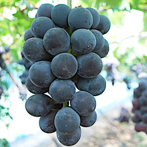 Ԃǂ c ubNIsA ږؕc 12cmO|bgc uhE c 