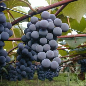 Ԃǂ c RR[h ږؕc 12cmO|bgc uhE c 