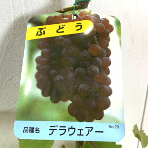 Ԃǂ c fEFA c 12cm|bgc uhE c  gv