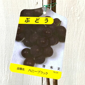 Ԃǂ c nj[ubN ږؕc 12cmO|bgc uhE c 