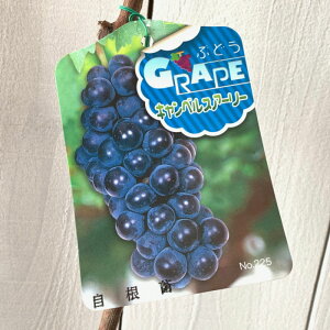 Ԃǂ c LxA[[ c 12cm|bgc LxXA[[ uhE c  gv