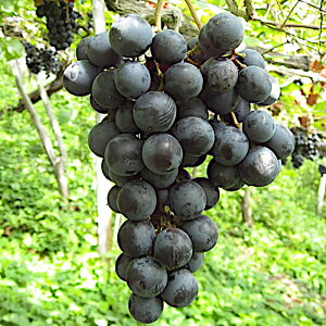 Ԃǂ c }XJbgx[A ږؕc 12cmO|bgc uhE c 