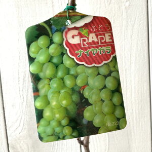 Ԃǂ c iCK c 12cm|bgc iCAK uhE c  gv