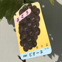 楽天市場】ピオーネ 苗の通販