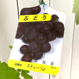 Ԃǂ c X`[x c 12cm|bgc uhE c 