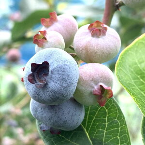 u[x[ c `h[ 13.5cm|bgc 3Nc m[UnCubVn u[x[ c gv