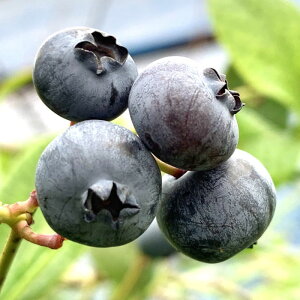 u[x[ c ~XeB[ 13.5cm|bgc 3Nc TUnCubVn u[x[ c gv