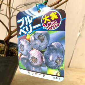 u[x[ c Eb_[h 13.5cm|bgc 3Nc rbgACn u[x[ c gv