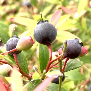 u[x[ c rx[ 13.5cm|bgc 3Nc u[x[ c gv