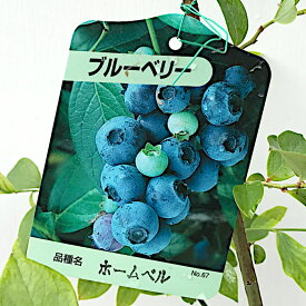 楽天市場 ブルーベリー 品種 組み合わせの通販