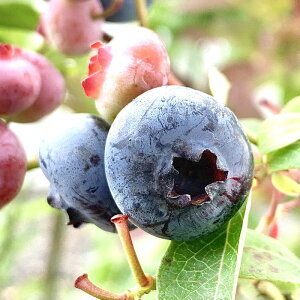 u[x[ c u[C 13.5cm|bgc 3Nc m[UubVn u[x[ c gv