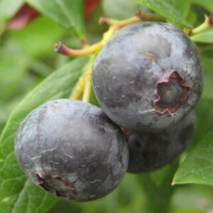 u[x[ c u[V[ 13.5cm|bgc 3Nc rbgACn u[x[ c gv