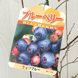 u[x[ c eBtu[ 13.5cm|bgc 3Nc rbgACn u[x[ c