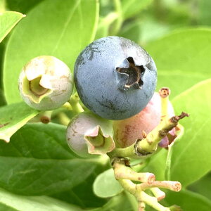 u[x[ c V[vu[ 13.5cm|bgc 3Nc TUnCubVn u[x[ c gv