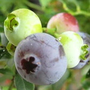 u[x[ c TVCu[ 13.5cm|bgc 3Nc TUnCubVn u[x[ c gv