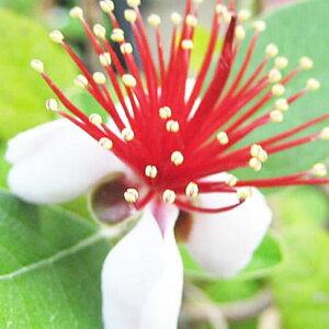 tFCWA c gCAt 13.5cm|bgc 3Nc tFCWA c gv