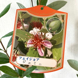 tFCWA c WF~j 13.5cm|bgc tFCWA c