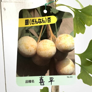  c 약 15cm|bgc ւ 傤 c C`E Ȃ Mi gv