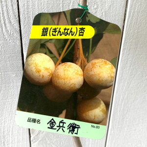  c q 13.5cm|bgc ׂ 傤 c C`E Ȃ Mi gv